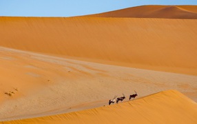 Big hot desert with animals under blue sky