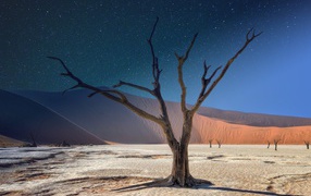 Dry tree under the starry sky in the desert