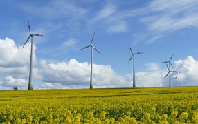 Large wind turbines in a rapeseed field