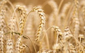 Orange ears of wheat on a field close up