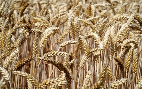 Ripe ears of wheat on the field