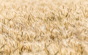 Ripe wheat field in autumn