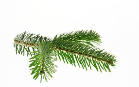 Green branch of spruce on white background