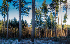 Tall pine trees in a coniferous forest in winter