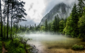 Thick fog covered forest near the mountain