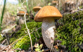 A large porcini mushroom grows on moss-covered ground