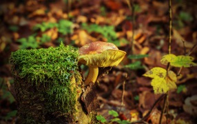 A wild mushroom grows on a moss-covered tree stump
