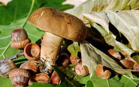 Big mushroom with acorns on the ground