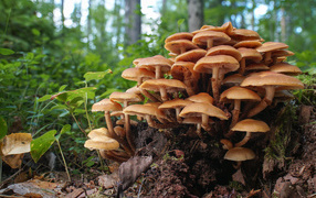 Honey mushrooms on a rotten tree stump