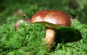 Large Polish mushroom on moss-covered ground