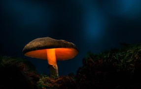 Large forest mushroom backlit in the forest