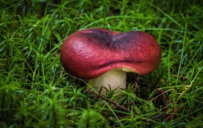 Large mushroom on wet mossy ground