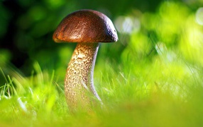 Mushroom grows in green grass in the forest