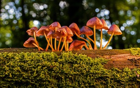 Small toadstool mushrooms on a moss-covered tree