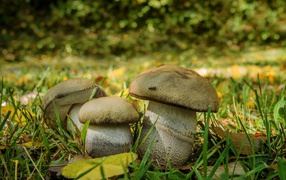 Three porcini mushrooms in green grass