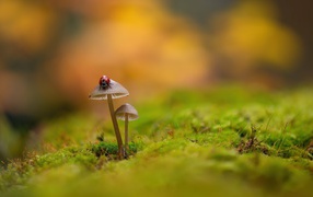Two toadstool mushrooms on moss-covered ground