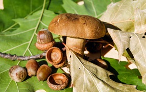 White mushroom with acorns on the leaves