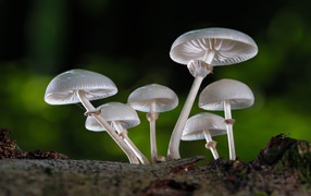 White toadstool mushrooms close up
