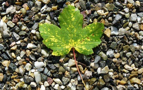 Green leaf lies on small stones