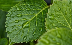 Зеленые листья в каплях дождя