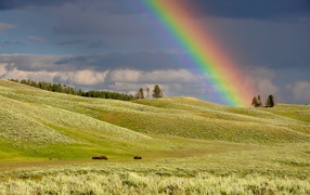 Multicolored rainbow over green meadow