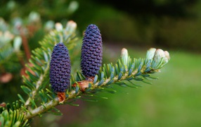 Two blue cones on a green spruce branch