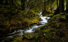 A fast stream in a cold dark forest