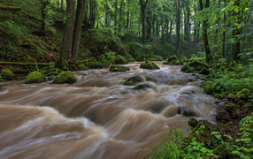Rapid flow of the river in the forest