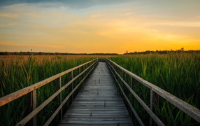Wooden bridge on a pond with green reeds