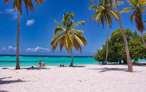 Высокие пальмы на берегу океана на  белом песке 