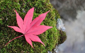 Red fallen leaf on moss-covered stone
