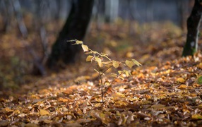 Small tree in the autumn forest