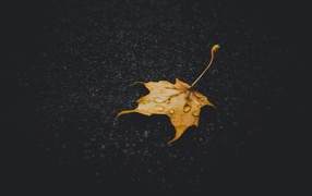 Yellow fallen leaf on wet asphalt
