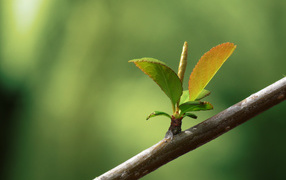 Young green leaves on a tree branch