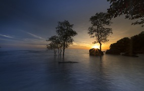 Trees in the water at sunset in summer