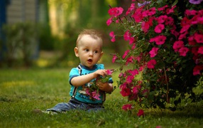 Маленький мальчик сидит возле красных цветов петунии