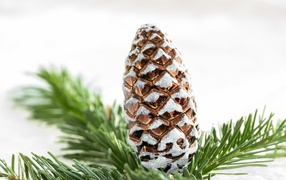 Big brown pine cone with green spruce branch