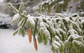 Big snow-covered green spruce branch with cones