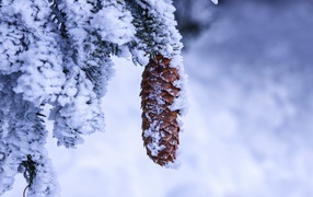 Brown pine cone on a snowy spruce branch