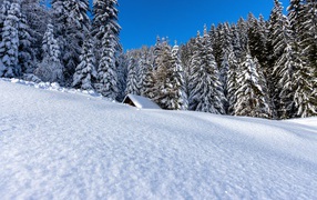 House in a snowy forest with tall fir trees