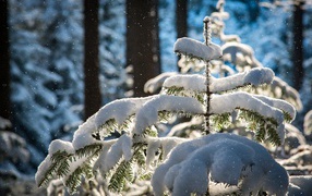 Small snow-covered spruce in a cold winter forest