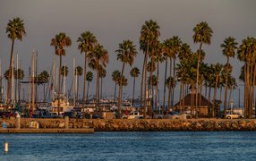 Tall palm trees on the coast of the bay, USA
