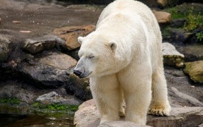 A large polar bear stands near the water in a zoo