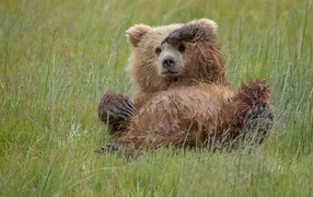 Большой бурый медведь лежит в зеленой траве