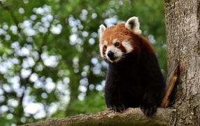 Big red panda sitting on a tree