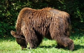 Big wet brown bear on the grass