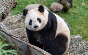 Giant panda at the zoo