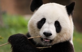 Giant panda chewing on a bamboo branch