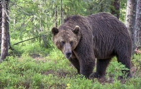 Terrible big brown bear in the forest