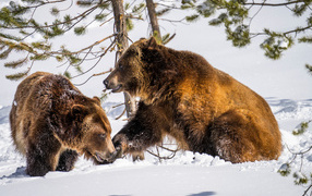Two brown bears in the snow